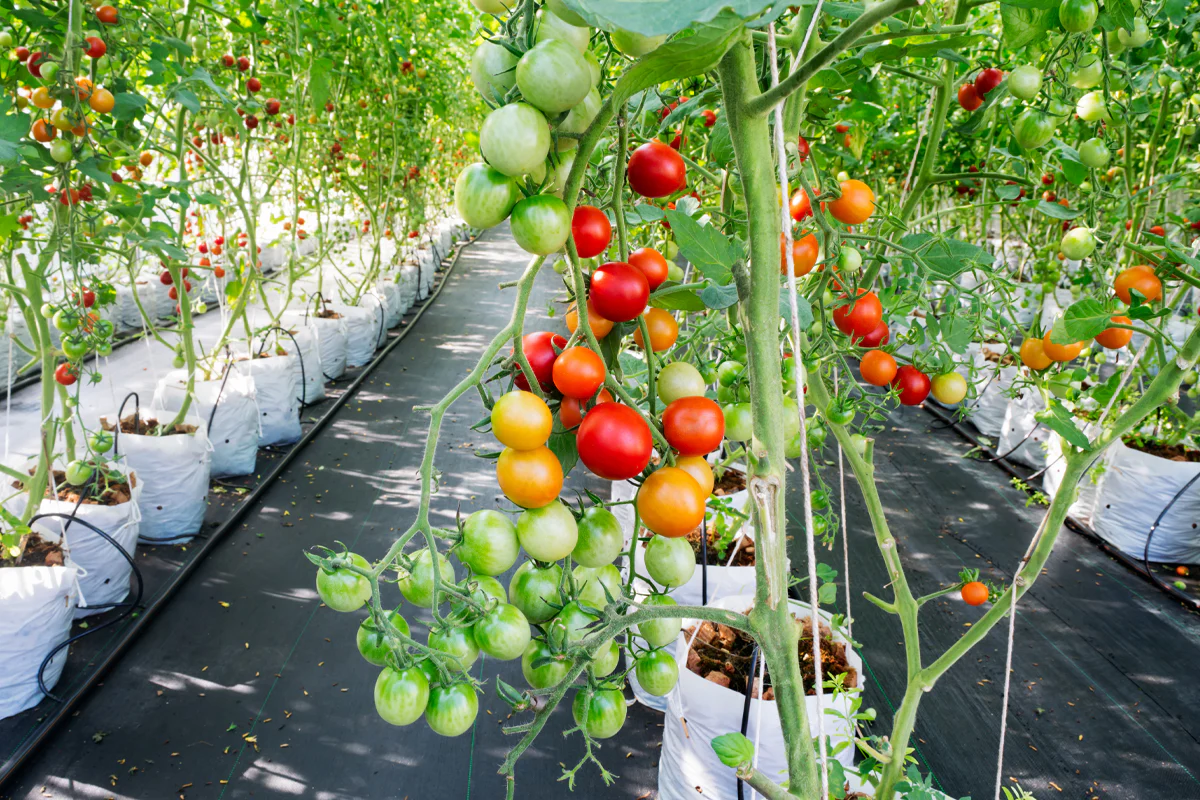 Plant Blanket For Reliable Garden And Landscape Protection